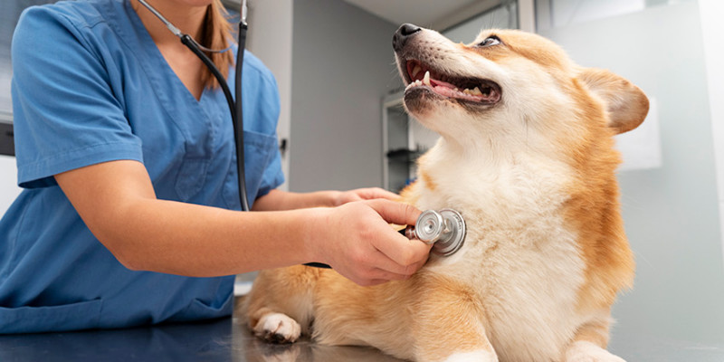 ¿Se le puede dar ibuprofeno a un perro? Riesgos, efectos y alternativas